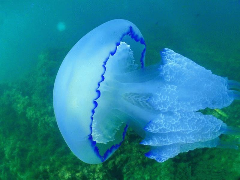 Медузы в Израиле – в какой сезон их можно встретить? Медузы в Израиле – в какой сезон их можно встретить?