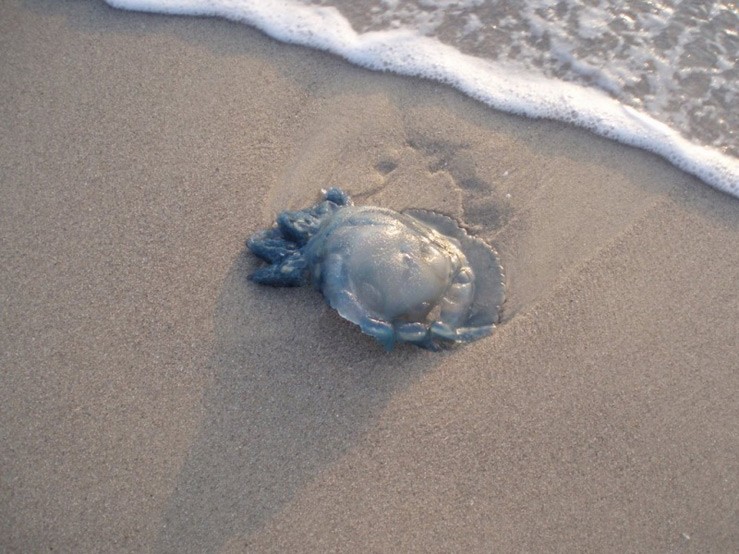 Медузы в Тунисе – в какой сезон их можно встретить? Медузы в Тунисе – в какой сезон их можно встретить?
