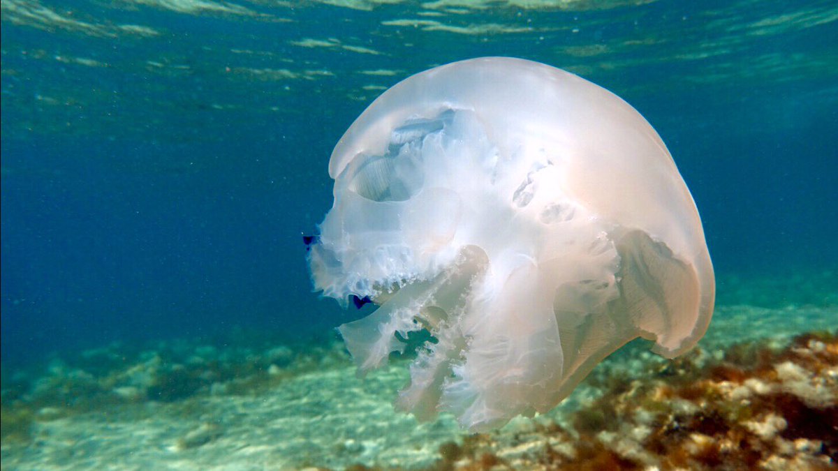Сезон медуз в Анапе — когда они появляются? Сезон медуз в Анапе — когда они появляются?