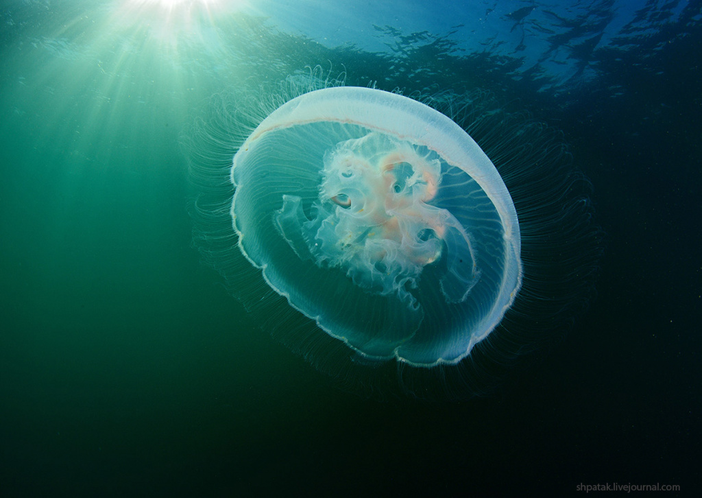 Сезон медуз в Тунисе Сезон медуз в Тунисе
