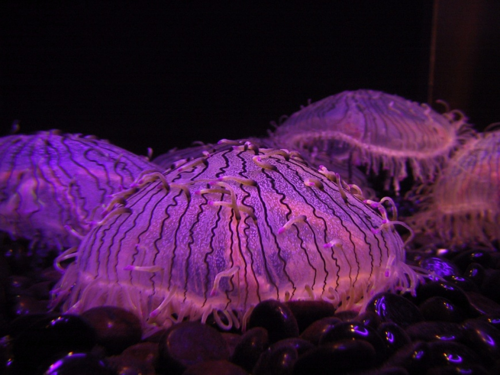 Сезон медуз в Тунисе Сезон медуз в Тунисе