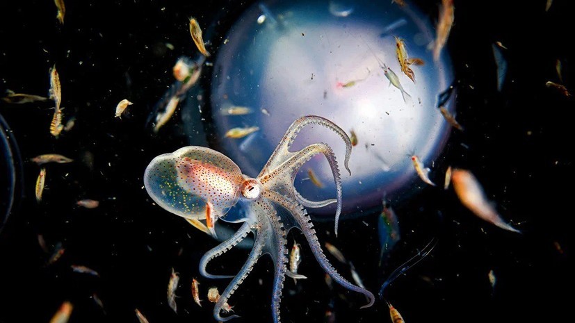 «Изменение экологического сознания»: снимки дикой природы появились на транспортных картах «Тройка» в Москве