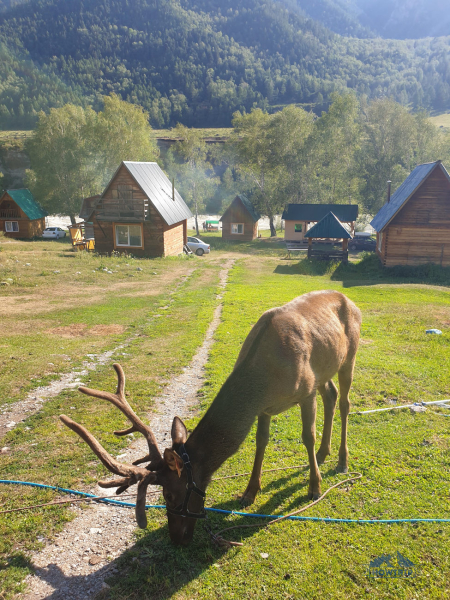 Отдых в Горном Алтае: моя поездка и отзывы туристов в 2023 году Отдых в Горном Алтае: моя поездка и отзывы туристов в 2023 году