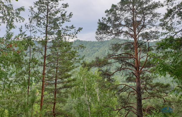 Отдых в Горном Алтае: моя поездка и отзывы туристов в 2023 году Отдых в Горном Алтае: моя поездка и отзывы туристов в 2023 году