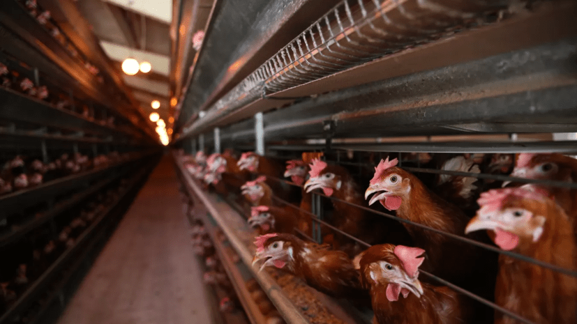 На Алтае сотрудника птицефабрики насмерть засыпало зерном