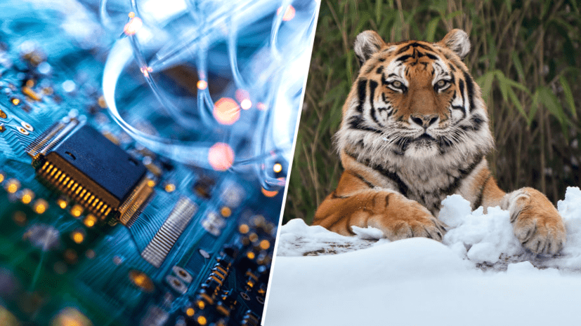 «Новые горизонты перед наукой»: российский учёный — о применении нейросетей для анализа фотографий диких животных